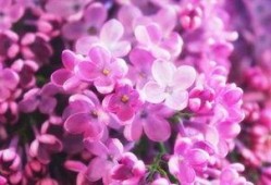 丁香爆料原视频,揭秘原视频背后的惊人真相